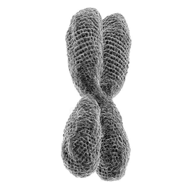 Nahaufnahme 3D-Illustration des x-Chromosoms auf weißem Hintergrund. — Stockfoto