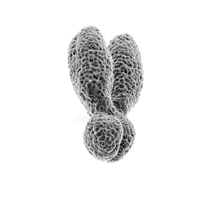 Nahaufnahme 3D-Illustration des Y-Chromosoms auf weißem Hintergrund. — Stockfoto