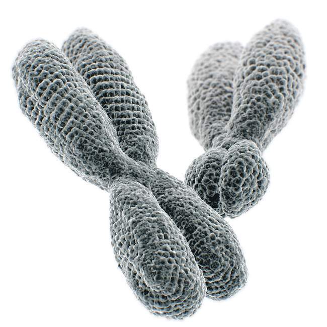 Nahaufnahme 3D-Illustration von XY-Chromosomen auf weißem Hintergrund. — Stockfoto