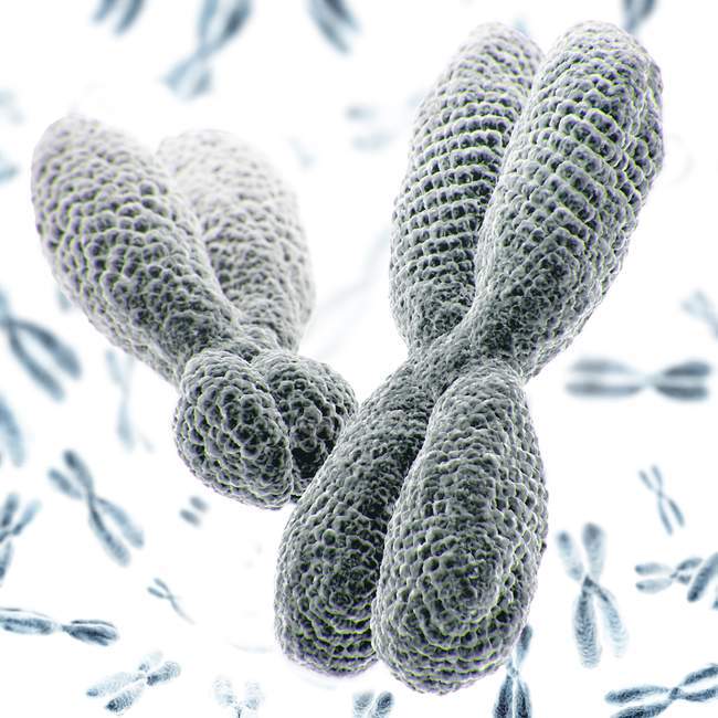 Nahaufnahme 3D-Illustration von XY-Chromosomen auf weißem Hintergrund. — Stockfoto