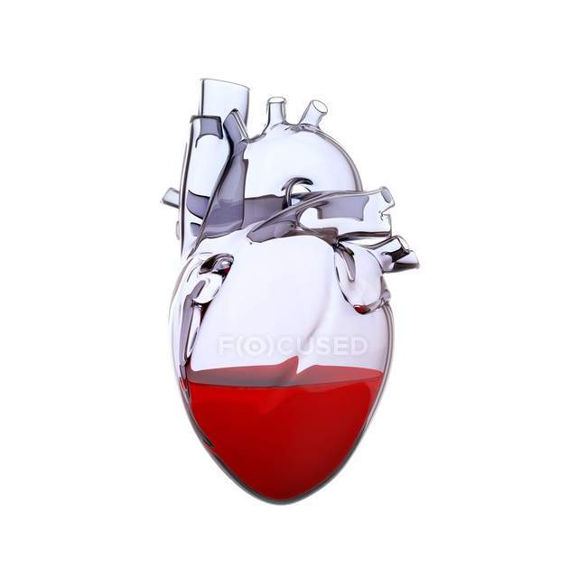 Halbvolles anatomisches Herzmodell 3D-Illustration isoliert auf weißem Hintergrund. — Stockfoto