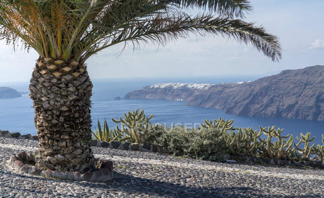 Пальма на прибрежной дороге с живописным видом на море и горы . — стоковое фото