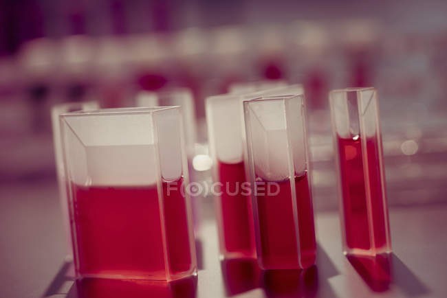 Cuvetes de quartzo contendo líquido vermelho . — Fotografia de Stock