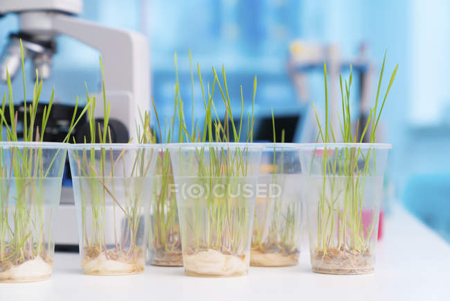 Herbe verte poussant dans des gobelets en plastique sur table de laboratoire avec microscope pour la recherche agricole
. — Photo de stock