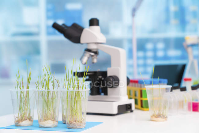 Grünes Gras wächst in Plastikbechern auf Labortisch mit Mikroskop für die Agrarforschung. — Stockfoto
