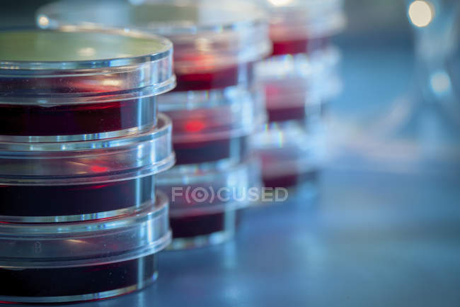 Platos de Petri con agar de sangre apilados en laboratorio de microbiología . - foto de stock