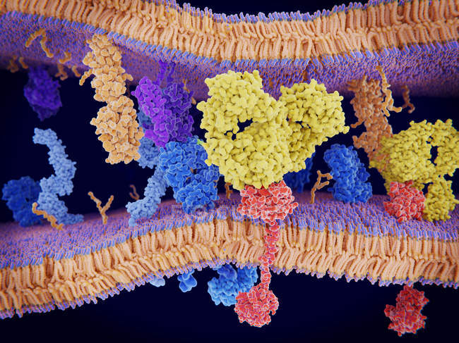 Блокировка антител запрограммированная гибель клеток, иллюстрация . — стоковое фото