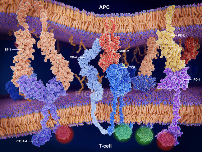 Activación de la respuesta inmune de las células T, ilustración
. - foto de stock