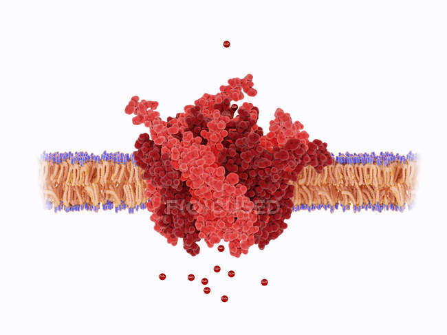 Activated calcium channel pore on white background, illustration. — Stock Photo