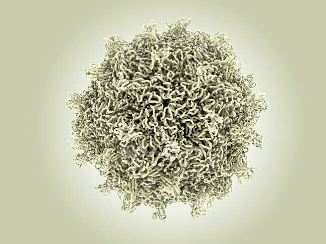 Partícula del virus Coxsackievirus, ilustración médica
. - foto de stock