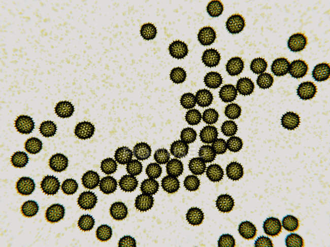 Partículas verdes del virus de la hepatitis C, ilustración
. - foto de stock