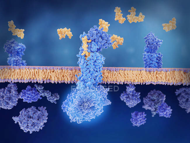 Calcitonin peptide bound to receptor, illustration. — Stock Photo