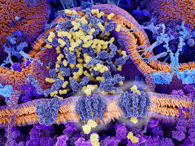 Immunothérapie active du cancer des lymphocytes T CAR, illustration médicale
. — Photo de stock