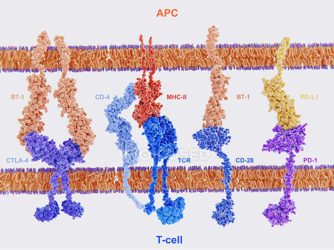 Активация иммунного ответа Т-клеток, иллюстрация
. — стоковое фото