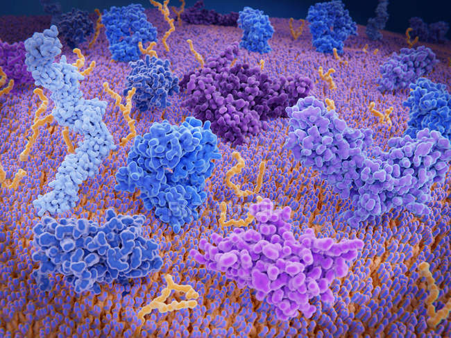 Immunothérapie active du cancer des lymphocytes T CAR, illustration médicale
. — Photo de stock
