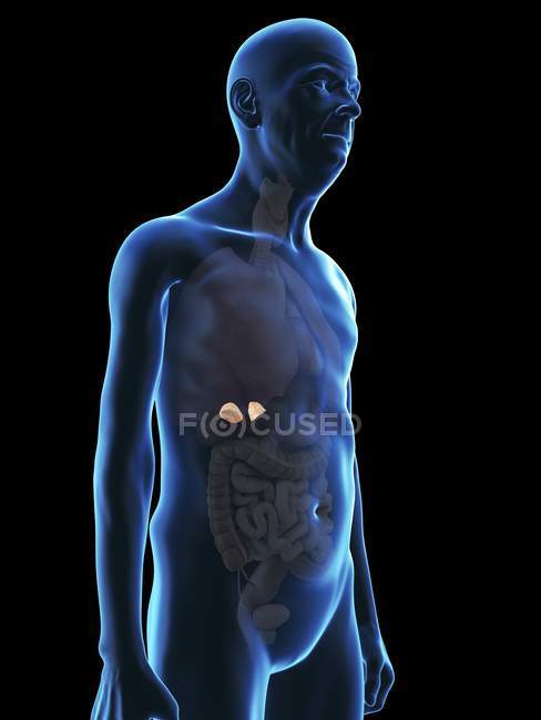 Ilustração da silhueta do homem sênior com glândulas supra-renais visíveis . — Fotografia de Stock