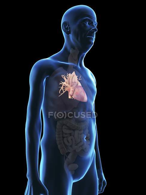 Ilustração de silhueta de homem sênior com coração visível . — Fotografia de Stock