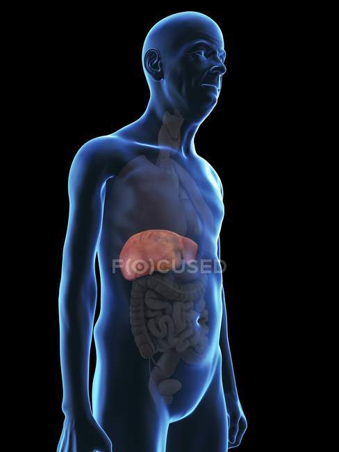 Illustrazione della silhouette dell'uomo anziano con fegato visibile . — Foto stock
