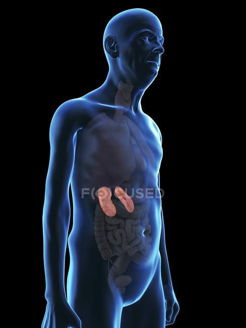 Ilustração de silhueta de homem sênior com rins visíveis
. — Fotografia de Stock