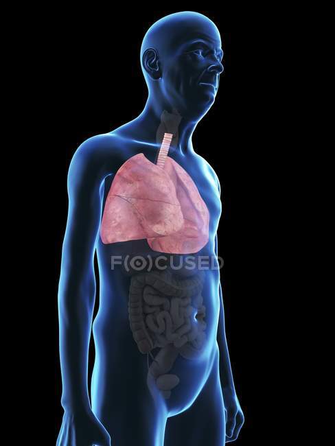 Ilustración de la silueta del hombre mayor con pulmones visibles
. - foto de stock