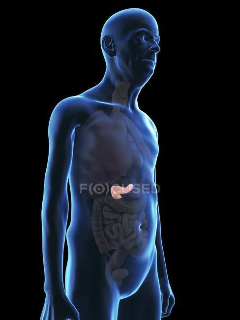Illustration of senior man silhouette with visible pancreas. — Stock Photo