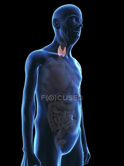 Ilustración de la silueta del hombre mayor con glándula tiroides visible . - foto de stock