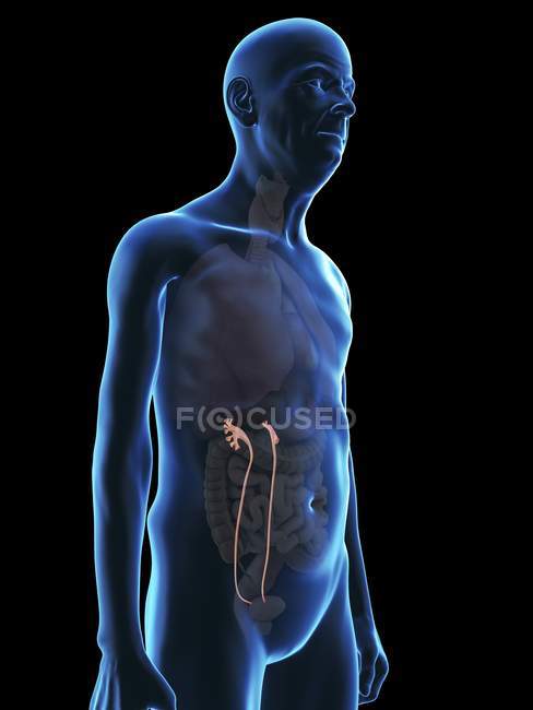 Illustration of senior man silhouette with visible ureters. — Stock Photo