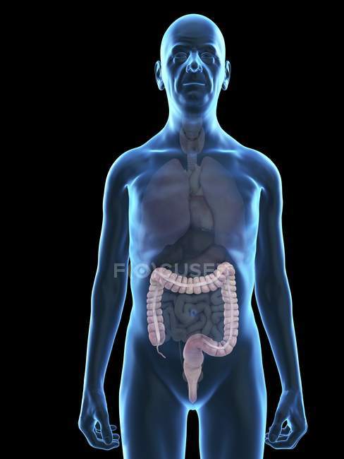 Illustration of senior man silhouette with visible colon. — Stock Photo