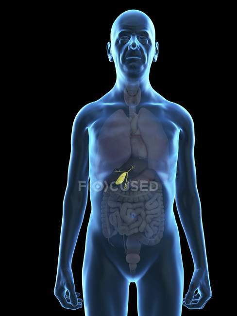 Illustration of senior man silhouette with visible gallbladder. — Stock Photo