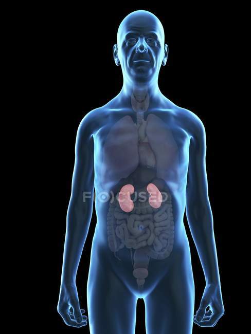Illustration of senior man silhouette with visible kidneys. — Stock Photo