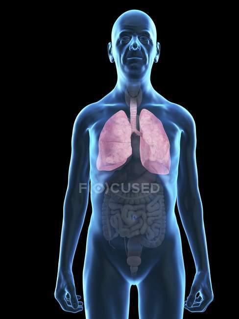 Illustrazione della silhouette dell'uomo anziano con polmoni visibili . — Foto stock