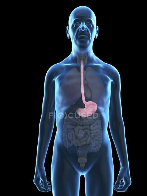 Illustration of senior man silhouette with visible stomach. — Stock Photo