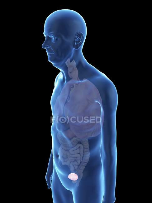 Illustration of senior man silhouette with visible bladder. — Stock Photo