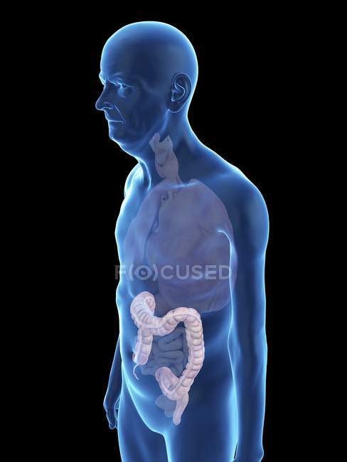 Illustration of senior man silhouette with visible colon. — Stock Photo