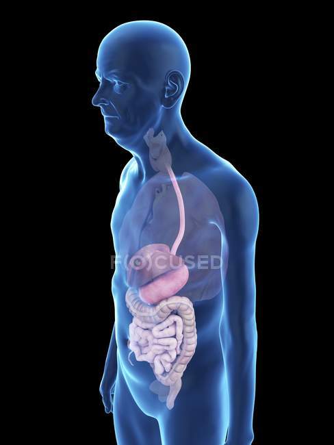 Ilustração de silhueta de homem sênior com sistema digestivo visível . — Fotografia de Stock
