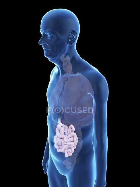 Illustration of senior man silhouette with visible intestine. — Stock Photo