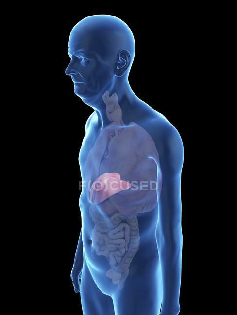 Ilustração de silhueta de homem sênior com fígado visível . — Fotografia de Stock