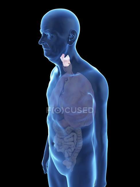Illustration of senior man silhouette with visible larynx. — Stock Photo