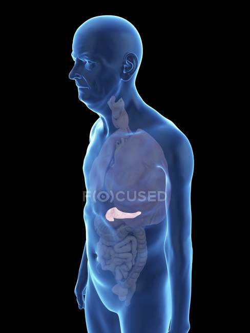 Ilustração da silhueta do homem sênior com pâncreas visível . — Fotografia de Stock
