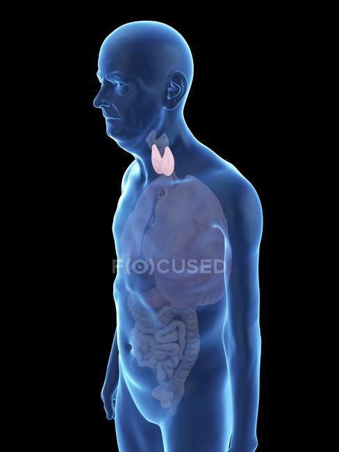 Illustration of senior man silhouette with visible thyroid. — Stock Photo