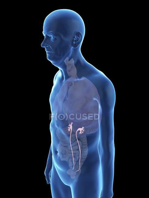 Illustration of senior man silhouette with visible ureter. — Stock Photo