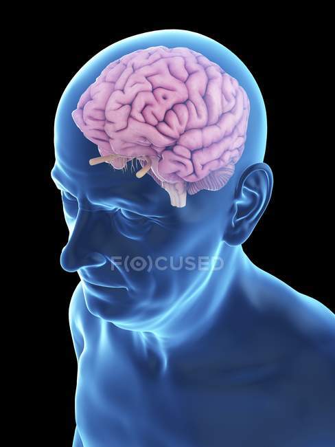 Illustration of senior man silhouette with visible brain. — Stock Photo