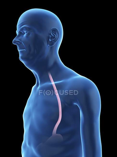 Illustration of senior man silhouette with visible esophagus. — Stock Photo