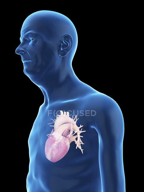 Illustration of senior man silhouette with visible heart. — Stock Photo