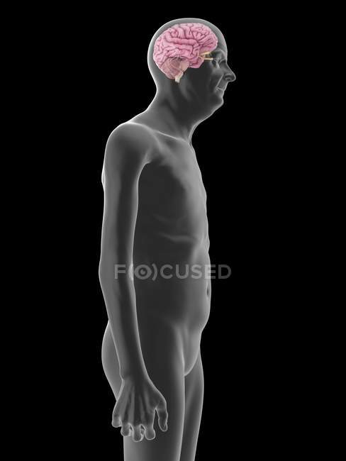 Ilustración de la silueta del hombre mayor con el cerebro visible . - foto de stock
