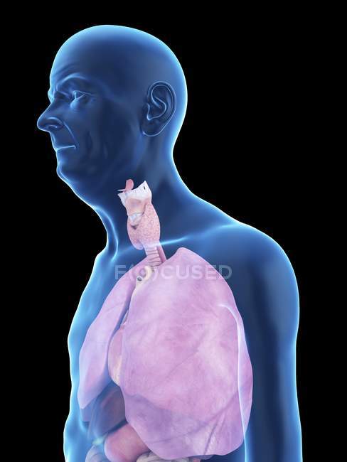 Ilustración de la silueta del hombre mayor con pulmones visibles
. - foto de stock