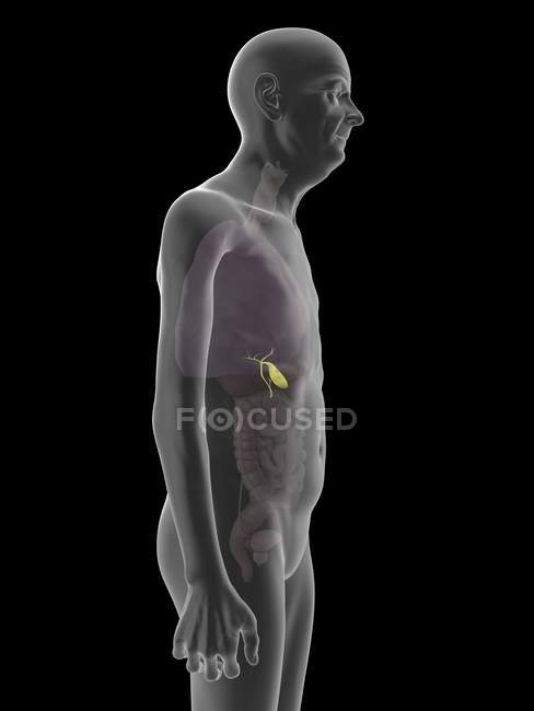 Ilustração de silhueta de homem sênior com vesícula biliar visível . — Fotografia de Stock