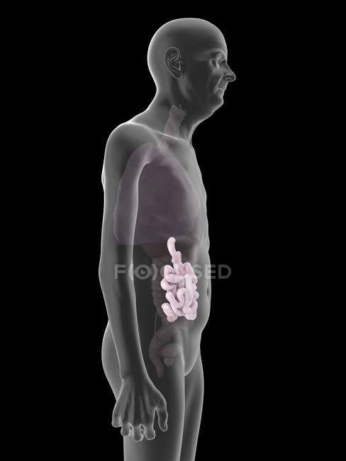 Ilustração de silhueta de homem sênior com intestino delgado visível . — Fotografia de Stock