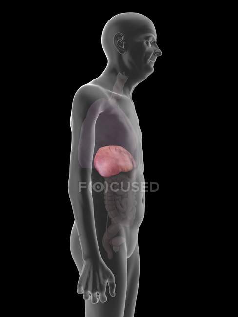 Ilustração de silhueta de homem sênior com fígado visível . — Fotografia de Stock