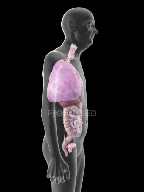 Ilustração de silhueta de homem sênior com órgãos visíveis . — Fotografia de Stock